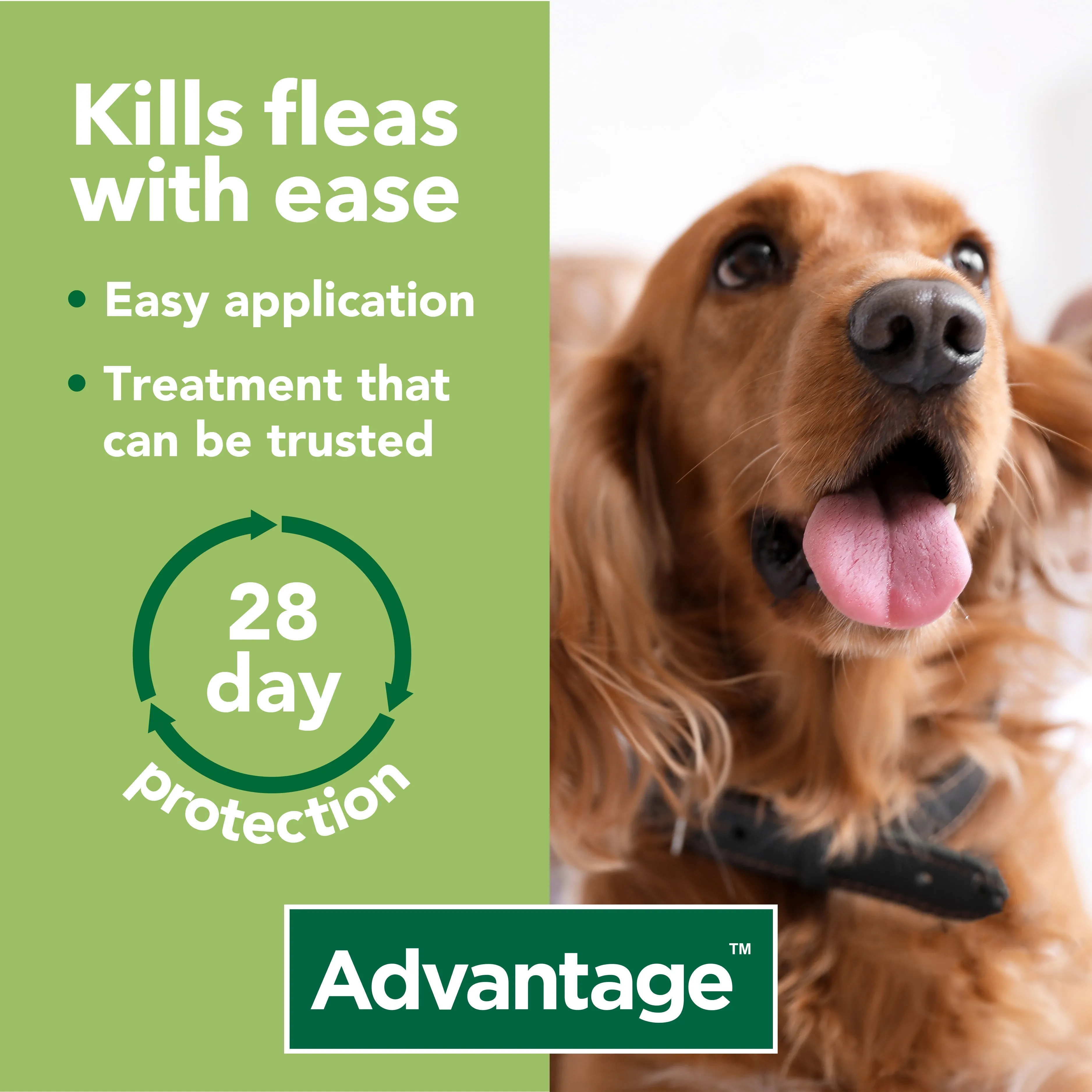 Advantage 250 Spot On Flea Control - Large Dogs 10-25kg (4 Pipettes)