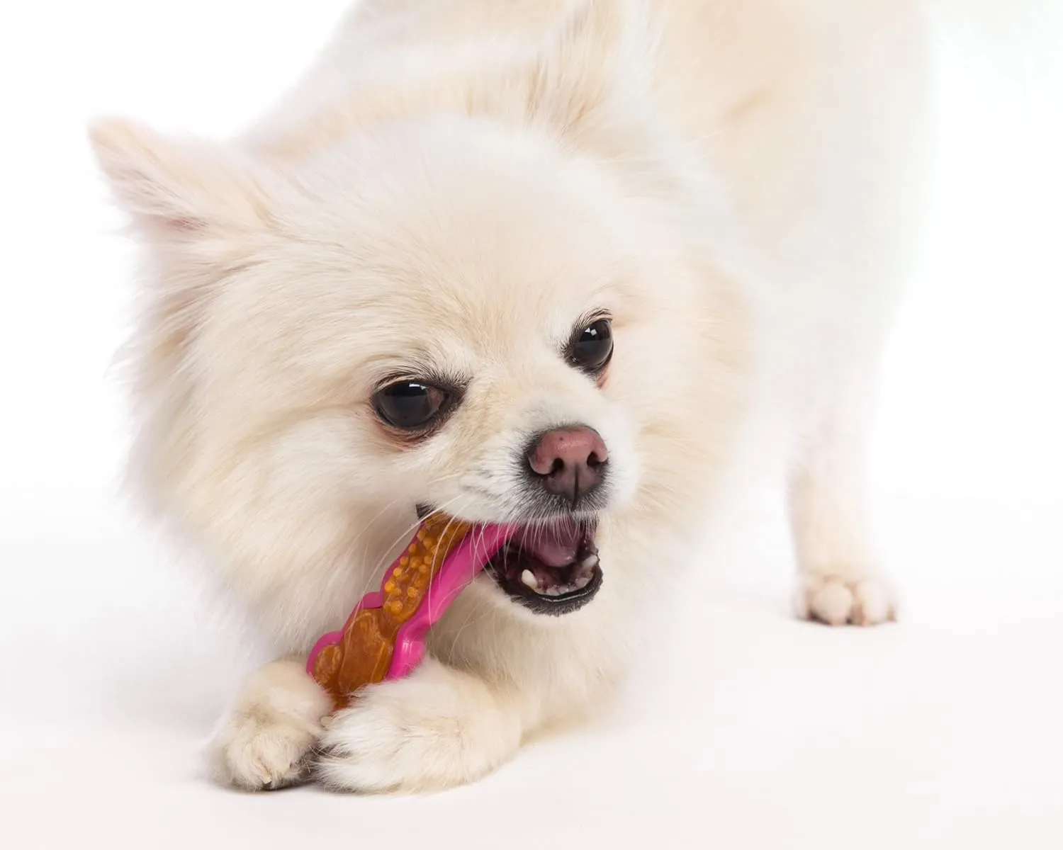 Hartz Chew 'n Clean Dental Duo Bacon Flavored Dental Dog Chew Toy and Treat - Extra Small