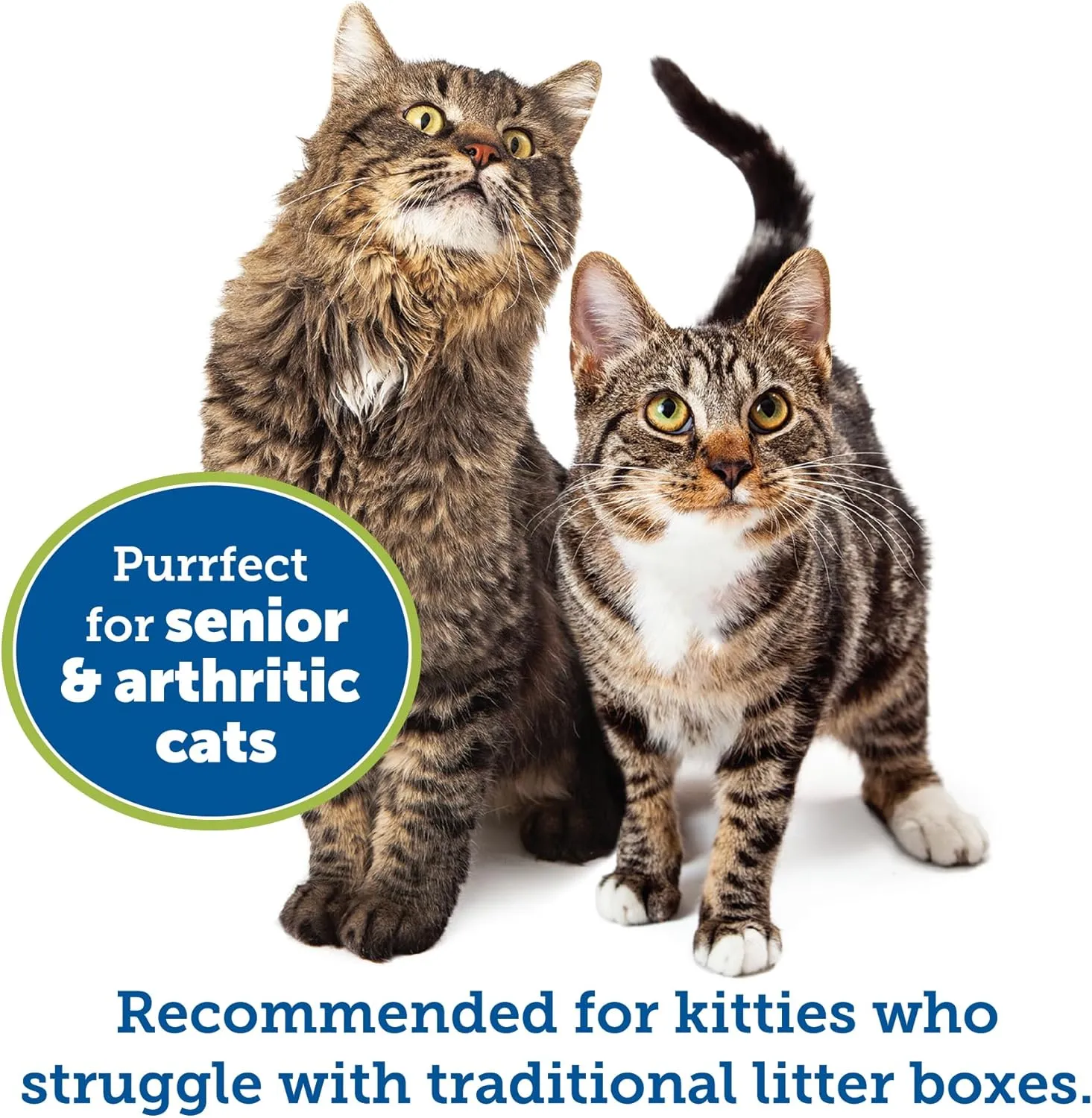 KittyGoHere Senior Cat Litter Box 2 Pack, Large Misty Gray Low Entrance Kitty Litter Box, Sized for Cats Comfort, Perfect for Senior and Arthritic Cats, Made in USA