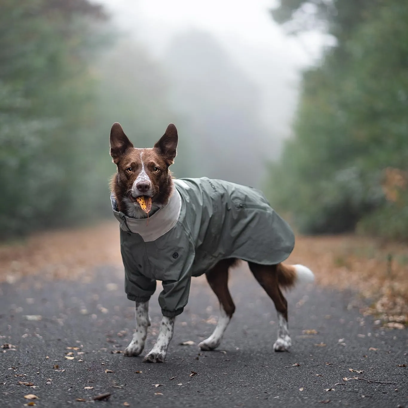 Midnight Forest Water-Resistant Dog Jacket - Lightweight and Adjustable | Dog Raincoat with Packable Hood | Large (L)