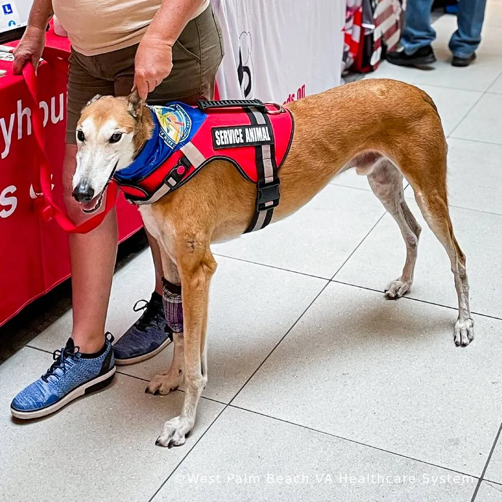 Send Critical Supplies to Veterans & Pets Experiencing Homelessness