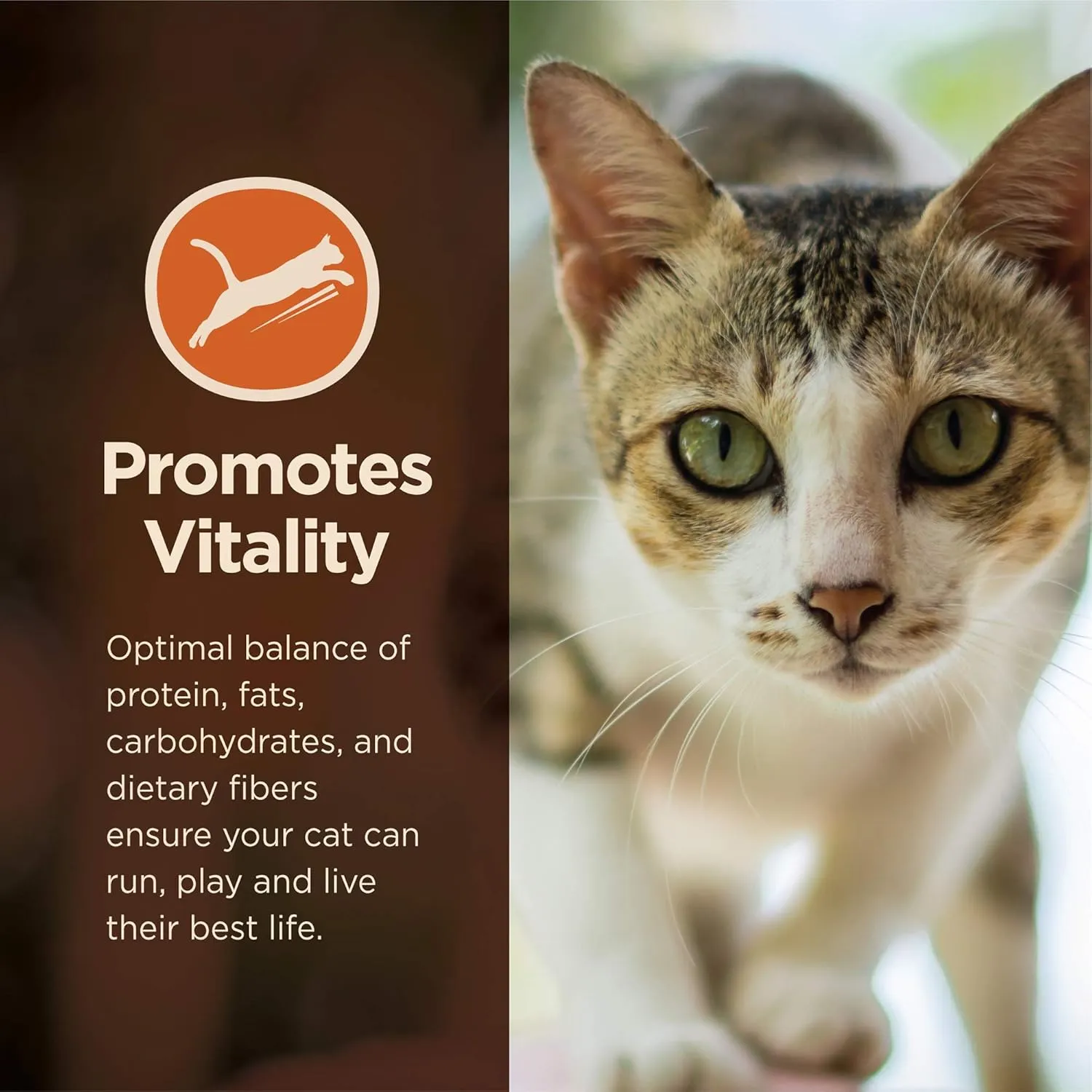 Wellness CORE  Adult Dry Cat Food for Indoor and Outdoor Cats, Wholesome Grains, Natural, Digestive Health Chicken & Rice (11 Pound Bag)